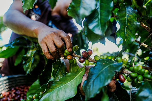 Price paid to the producer: what transparency changes for coffee
