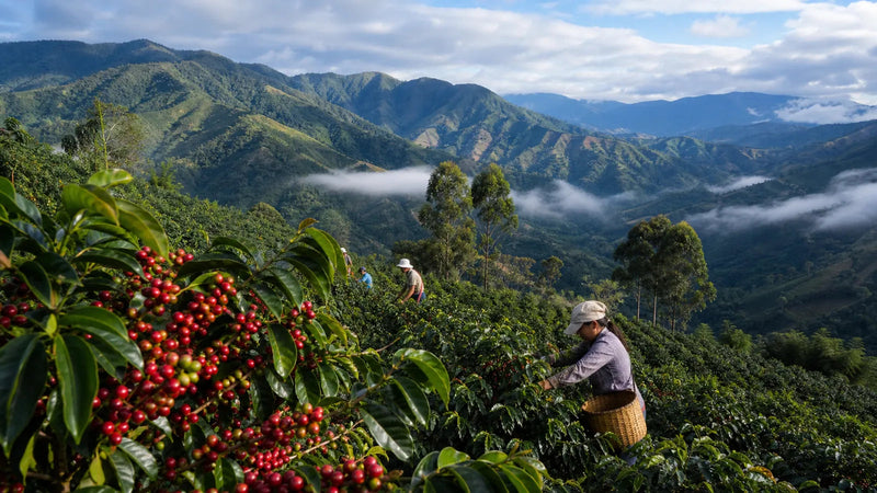 Mountain plantation producing Colombian specialty coffee