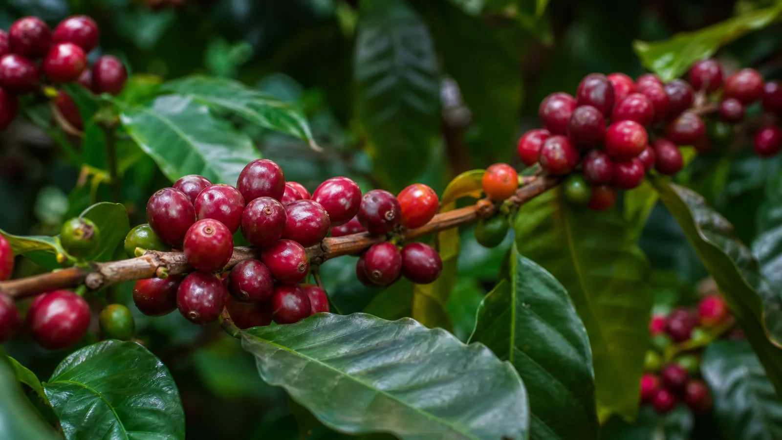 Colombian coffee cherries from Caturra and Castillo varieties